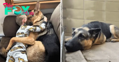 NN.”Immerse Yourself in a Heartwarming Story: Trace the Path of a Rescued Dog’s Evolution into a Faithful Guardian, Unveiling Moments of Bliss and Dedication with His Adored 5-Year-Old Partner.”