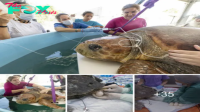 Lamz.Despite being attacked by a shark and losing a limb, a pregnant mother turtle managed to protect her 100 babies and received treatment from veterinarians.