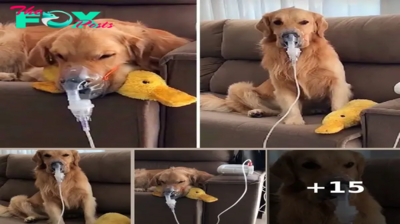 Golden Retriever Defies Instincts: Embracing Oxygen Mask Amid Grave Illness