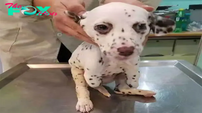 kp6.Destiny Rewritten: Dalmatian Rescued from Dog meаt Trade Finds Hope and Undergoes Inspiring Transformation.