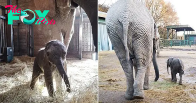 kp6.”A Joyous Milestone: The First African Elephant Calf Born at the Animal Park”