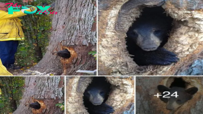 This bear crawled into the tree trunk through a tiny hole and got ѕtᴜсk