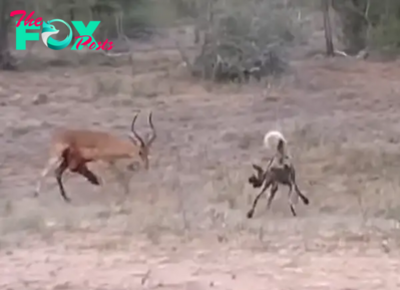 Emotional Battle: Injured Impala’s Desperate Fight for Survival Against a Pack of Hungry Wild Dogs in Harrowing Scene