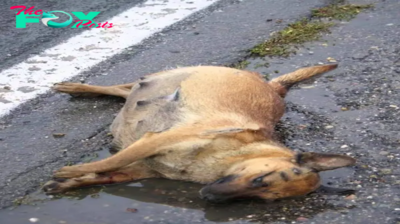 Exhausted Pregnant Dog Collapses on the Side of the Road, Desperately Seeking Help to Ensure the Safety and Happiness of Her Unborn Baby.