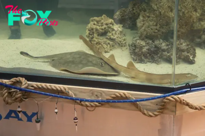 Pregnant Stingray With No Male Companion Has a ‘Reproductive Disease,’ Aquarium Says