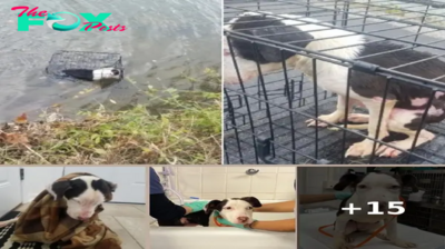 The poor dog was abandoned in an iron cage floating down the river, his body was scratched and shaking. Luckily, a kind girl passing by rescued and took care of him, touching the witnesses. ‎