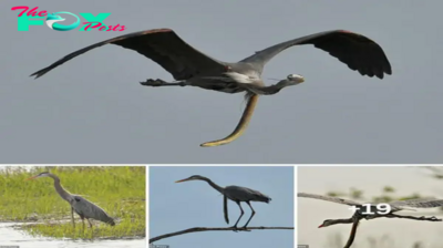 A moment you only see once in your life! A bird was flying in mid-air with an eel coming oᴜt of its Ьeɩɩу while it was still alive