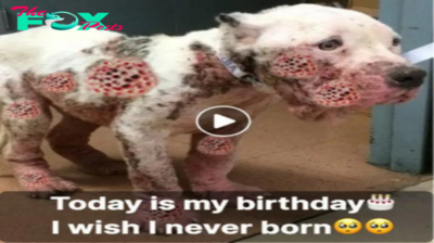 Lamz.Strength in Hardship: Celebrating the Journey of a Frail Street Dog on His Birthday