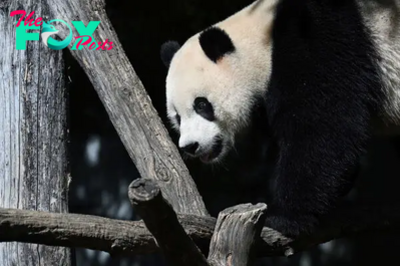 Coming to America: What We Know About Giant Pandas Arriving in the U.S.