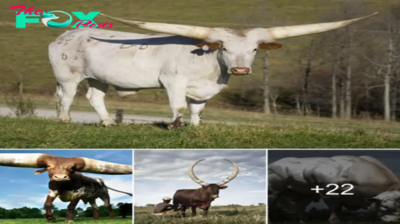 Lamz.Unveiling the Colossus: 6,000-Pound Three-Horned Bull Stuns the World at 32 Feet Long