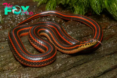 f.4-foot-long rain snake discovered in Florida forest after 50 years.f