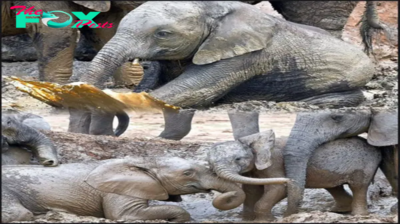 Lamz.Pure Joy: Baby Elephants Frolic in the Mud at Addo Elephant National Park