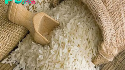 Chinese scientists achieve speed breeding of rice in desert