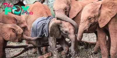 kp6.Orphaned Elephant Eliot: Finding Comfort Among Compassionate Elders.