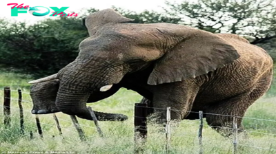 kp6.Unraveling the Ingenious wауѕ Elephants Skillfully Navigate Barbed Wire and Electric Fences.