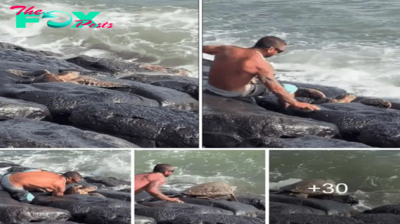 Good Samaritan Saves Sea Turtle ѕtᴜсk Between Coastal Rocks.sena