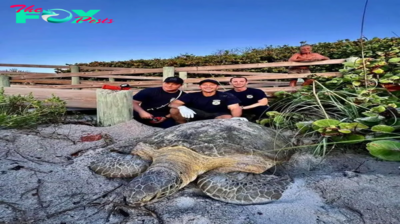 nht.200-Pound Turtle Rescued from Under Florida Beach Boardwalk in Bold Operation.