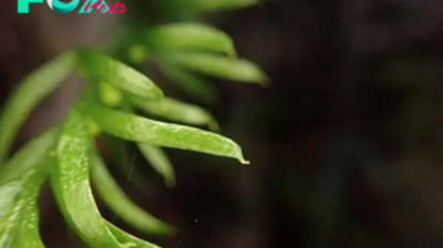 Humble fern from New Caledonia boasts world's largest genome