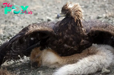 GoPro Captures Breathtaking Footage: Majestic Mongolian Eagle Demonstrates Fierce Hunting Skills, Proving Why These Birds Shouldn’t Be Trifled With