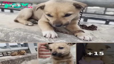 The Painful Pleas of an Abandoned Puppy on a Bridge in Subzero Weather, Longing for Care and Attention makes everyone heartbroken