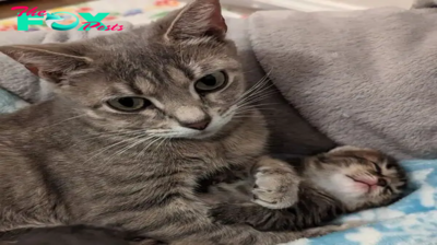 AK With a cozy space for her kittens, the cat began to unwind and gain confidence, showing how a safe environment can transform lives.