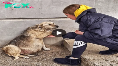 Es In a heart-wrenching scene that tugs at the soul, the desperate plea of a street dog is evident in its silent, pleading eyes as it gently holds my hand, a poignant reminder of the countless animals yearning for compassion and care