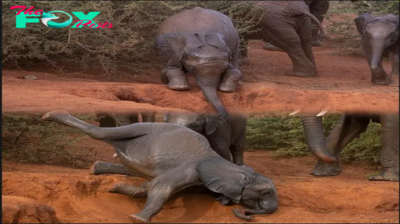 Unforgettable! Adorable baby elephant wraps his tiny trunk around his mum’s tusk for comfort during march across the savannah