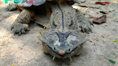 LS ””This Unusual Turtle Always Wears a Grin and Feeds in an Extraordinary Manner””