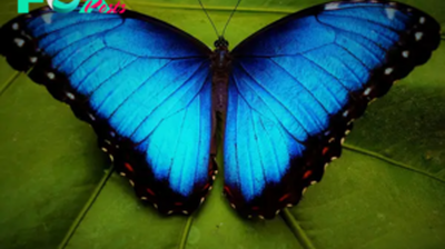 Fluttering Jewels: Exploring the Enchanting World of Butterflies H16