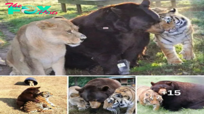 The strangest friendship in the world! Meet Baloo the brown bear, best friend of lion Leon and tiger Shere Khan after the trio bonded together as children