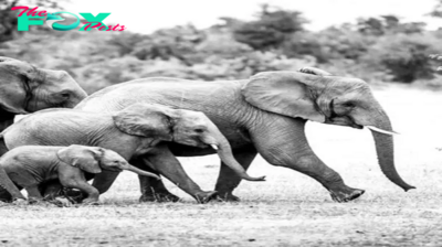 Lamz.Rescued Baby Elephant Finds a New Life with Foster Carers in Borneo