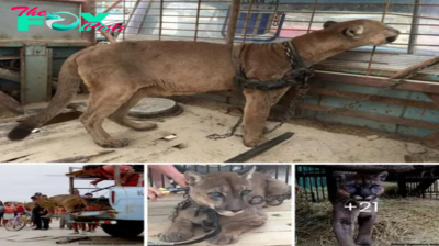 Mountain Lion Takes First Steps In Freedom After Being Chained Up For 20 Years