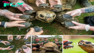 The happy moment of a 70-year-old mother turtle looking at her eight newly hatched babies after more than a decade of waiting.hanh