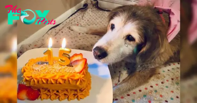 nht.Tears of joy when celebrating the first birthday with a cake after 15 years of waiting ‎