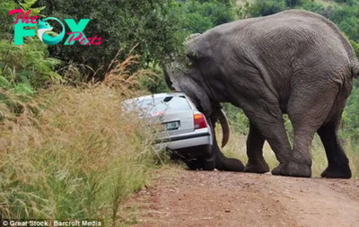 kp6.Visitors in ѕһoсk as Elephant Flips Car at South African Safari Park.