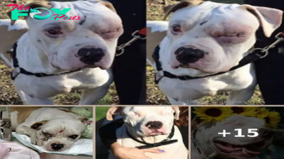 Despite a challenging past, this blind Pit Bull is now thriving thanks to the love and care of their devoted family.