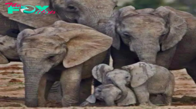 Lamz.A Heartwarming Scene Unfolds: Adorable Baby Elephant Eagerly Learns the Art of Pumpkin Smashing from His Mother and Dedicated Caretakers