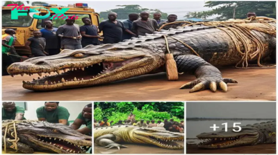 People couldn’t believe their eyes when they caught a giant crocodile weighing more than 10 pieces that had claimed the lives of 10 people here.