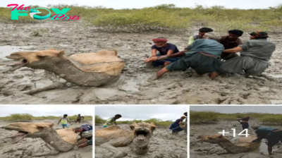 12-Hour Ordeal: Dramatic Rescue of Camel Trapped in Muddy Mangrove