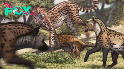 Huge cheetah that roamed China 1 million years ago would have stood face to face with a tiger