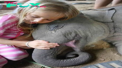 kp6.Gentle Giants at Rest: The Enchanting Beauty of Elephants’ Sleep.