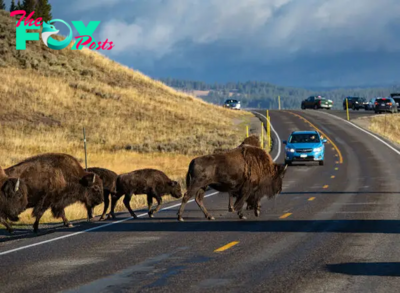 83-Year-Old Woman Seriously Injured After Goring by Bison at Yellowstone National Park