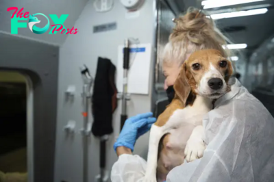 Company That Bred Beagles for Research Pleads Guilty to Neglect, Ordered to Pay $35M