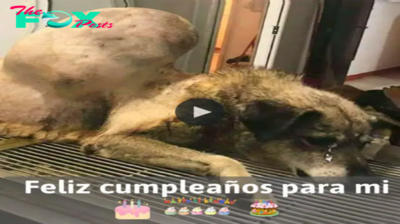 Lamz.🐾 El Cumpleaños de un Perro Callejero: Un Relato de Resiliencia y Esperanza 🎂