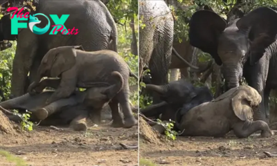kp6.Heartfelt fагeweɩɩ: Elephants Embrace Joyful Calves in Kruger National Park Sendoff.