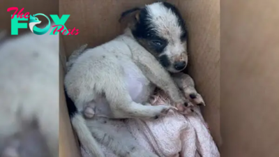 LS .”The abandoned puppy wouldn’t stop crying after a stranger gave her to local kids.”