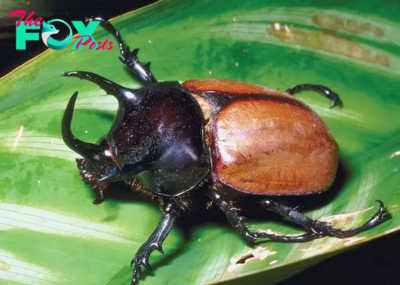 Beetles: The Diverse and Fascinating Insects of the World H14