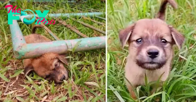 NN.While foraging for food, the famished puppy becomes ensnared beneath the gate, its pitiful yelps resounding with anguish and urgency until rescue swoops in, liberating it from its predicament.