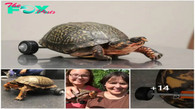 The juvenile turtle kept its front limbs while walking on its own using a special set of wheels.