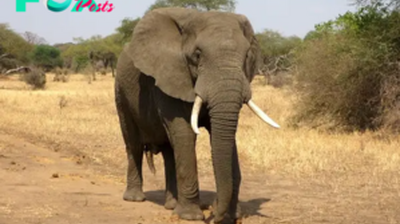 The Majestic African Elephant